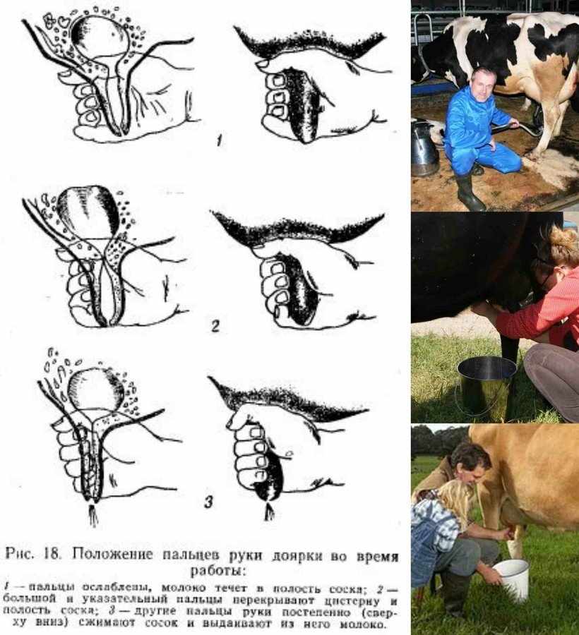 Доение коровы