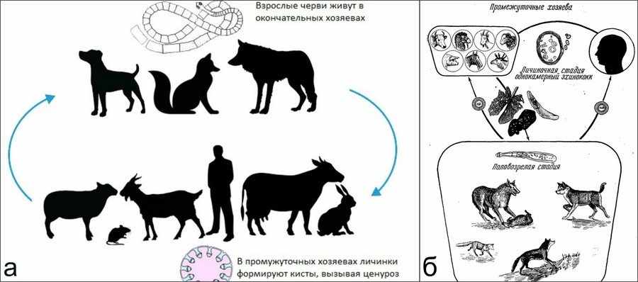 Паразитарные болезни коз