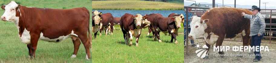 Герефордская порода коров фото