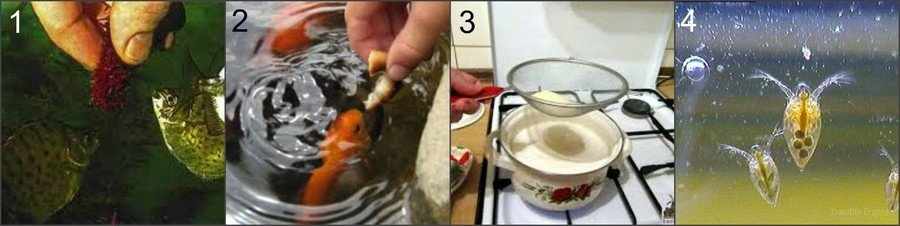 Чем кормить рыб если нет корма