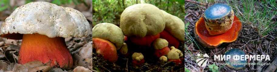 Сатанинский гриб фото