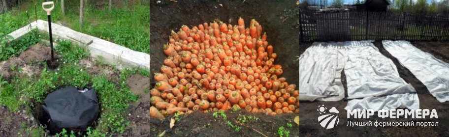 Хранение моркови в земле