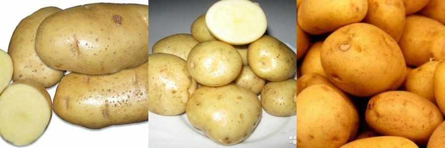 Сорт картофеля Скарб