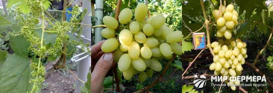 Плоды винограда Ландыш