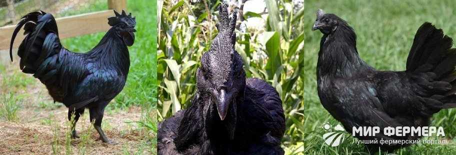 Черная порода кур