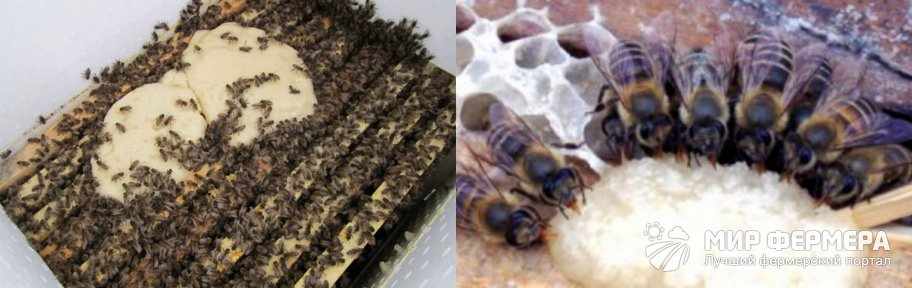 Подкормка канди для пчел