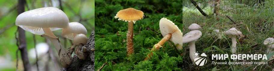 Где растут пластинчатые грибы