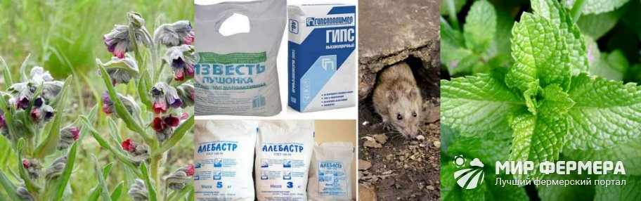 Народные методы борьбы с крысами