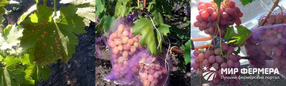 Как защитить виноград от вредителей