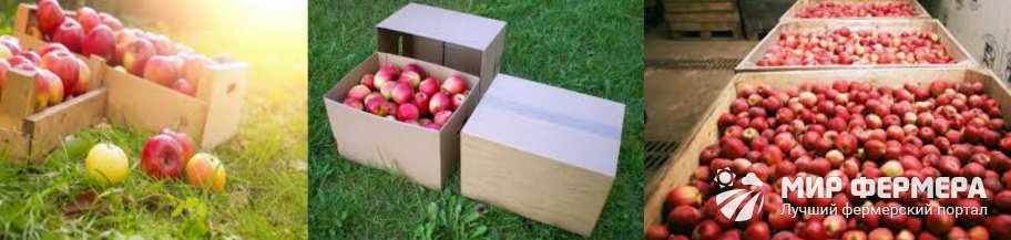 Хранение яблок в картонных коробках