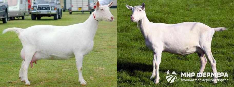 Как выглядят зааненские козы