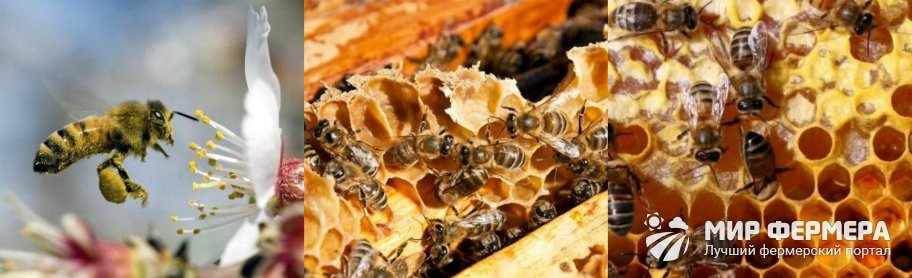 Для чего пчелам мед