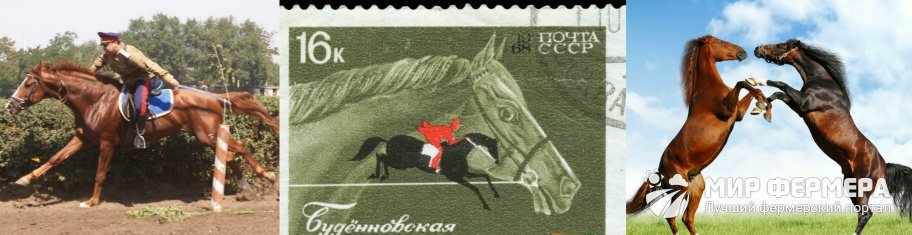 Буденновская лошадь история