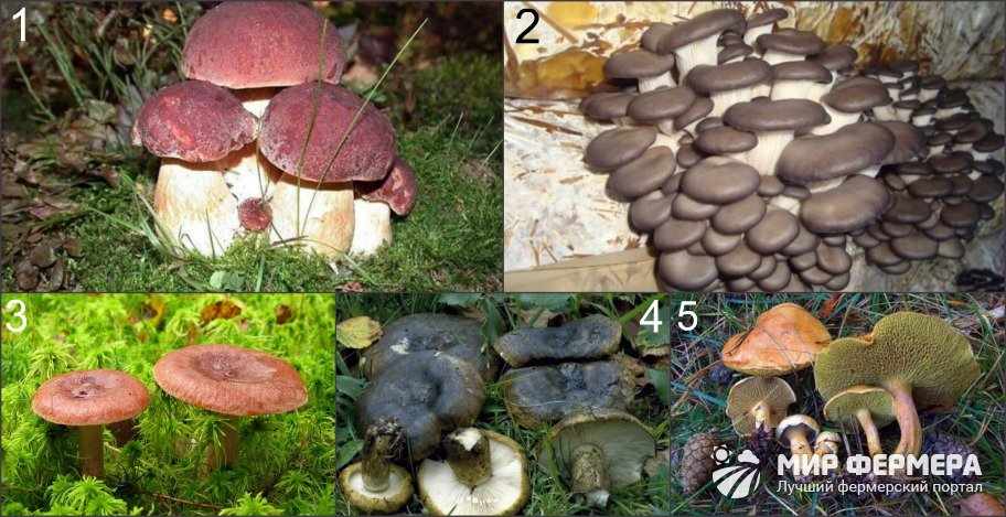 Съедобные грибы Ленинградской области