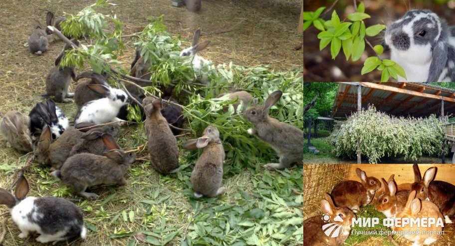 Веточный корм для кроликов