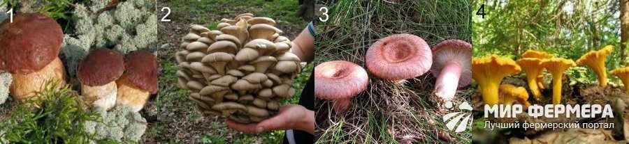 Съедобные грибы описание