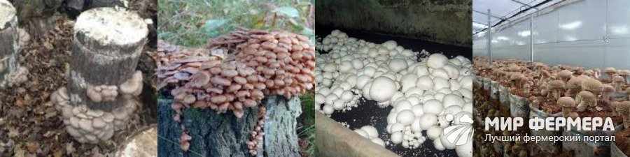 Как вырастить грибы дома своими руками