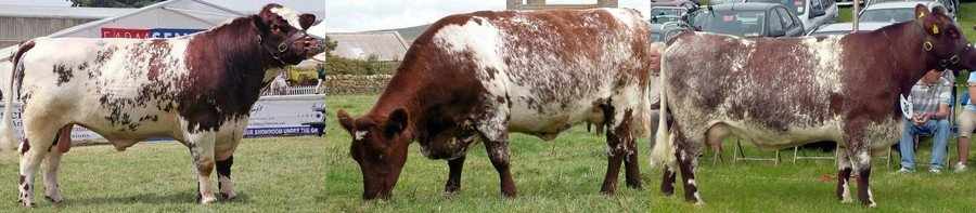 Шортгорнская порода коров фото