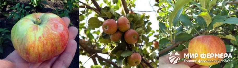 Сорта яблони Медуница