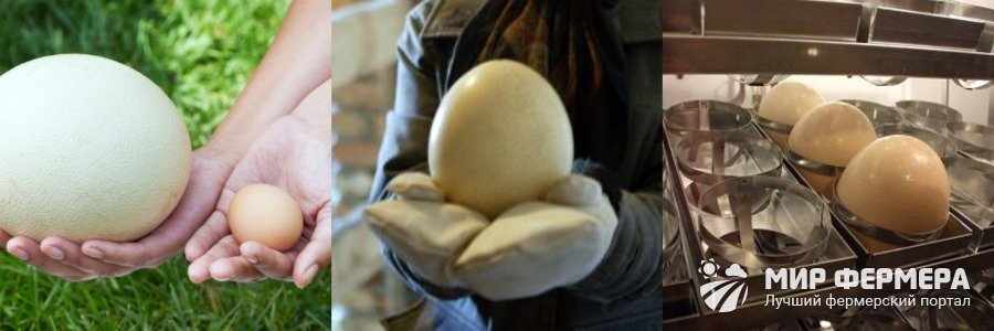 Яйца страуса для инкубации