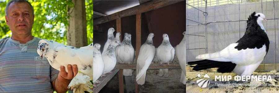 Порода голубей венгры