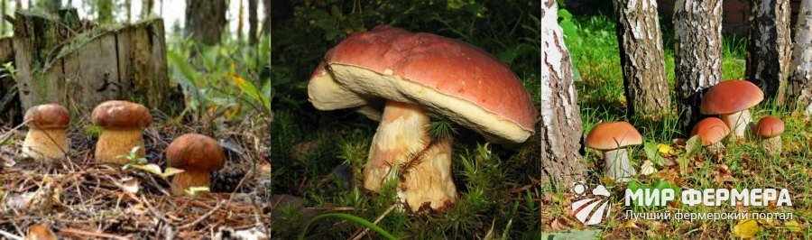 Белые грибы фото и характеристика