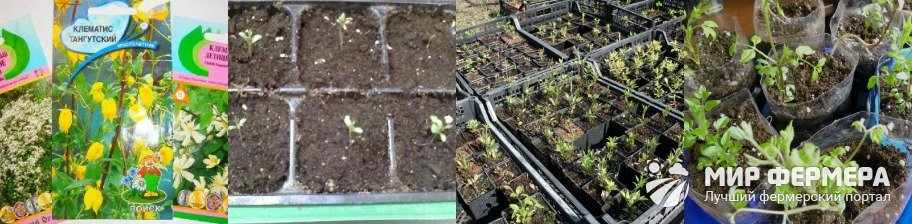 Выращивание клематиса из семян