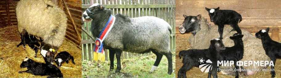 Романовская порода овец фото