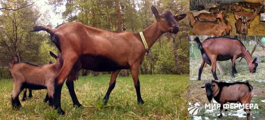 Чешская порода коз фото