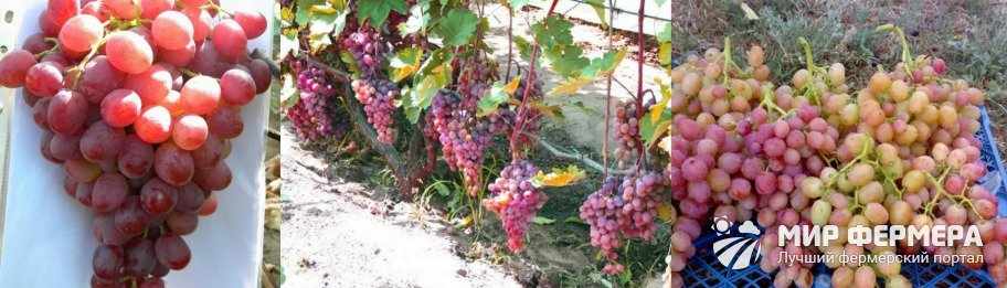 Виноград Ливия фото