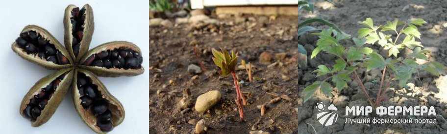 Выращивание пиона из семян