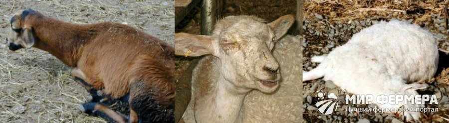 Признаки пищевого отравления у овец