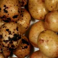 Симптомы болезней картофеля
