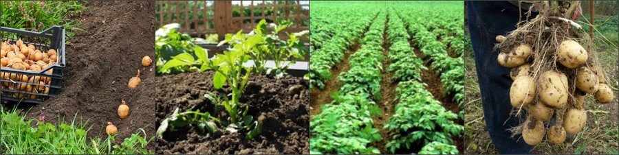 Условия выращивания картошки