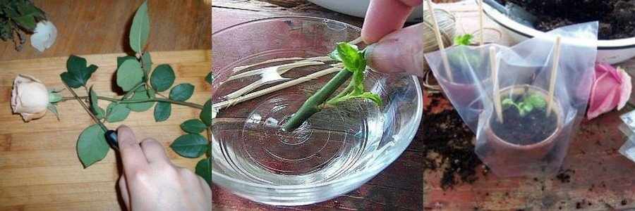 Как укоренить розу из букета