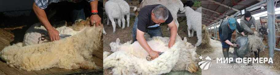 Как стригут овец