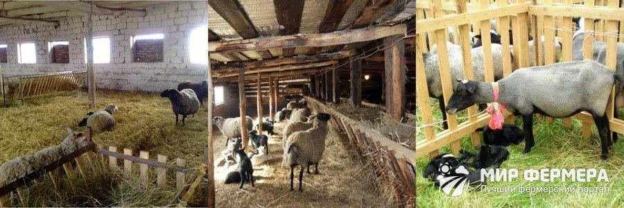 Содержание овец с ягнятами