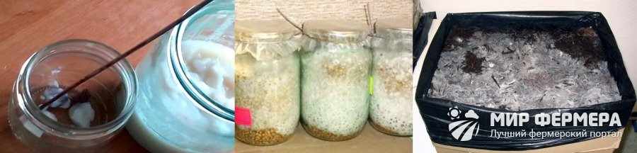 Выращивание мицелия шампиньонов