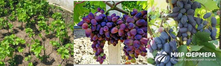 Как ухаживать за виноградом Байконур