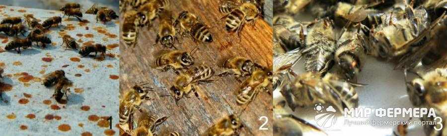 Чем болеют пчелы