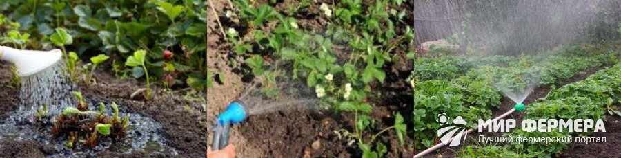 Как поливать клубнику на грядке