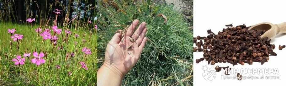 Семена гвоздики травянки