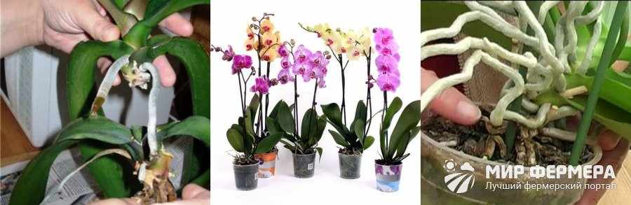 Как выбрать орхидею в магазине