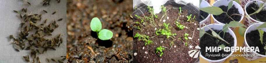 Выращивание клематиса из семян
