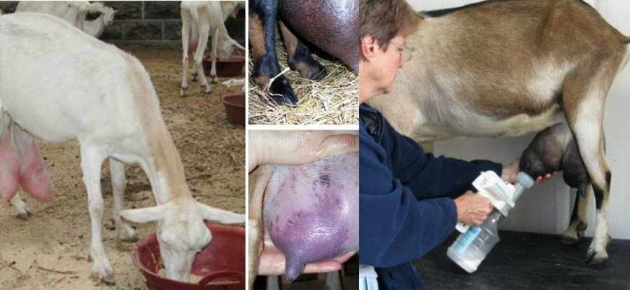 Лечение мастита у коз
