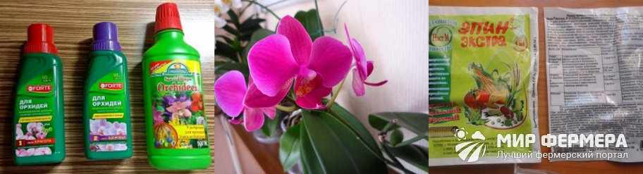 Какое удобрение для орхидей лучше