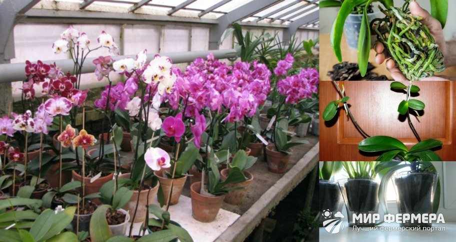 Как подготовить орхидею к зиме
