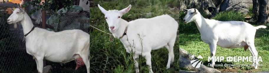 Зааненская порода коз фото