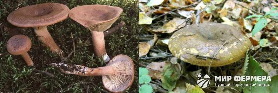 Какие грибы есть в Ленинградской области