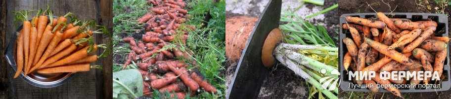 Как подготовить морковь к хранению